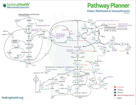 Seeking Health Methylate