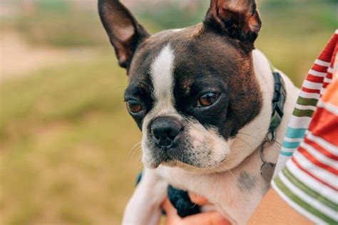 Senior Boston Terrier Health Problems