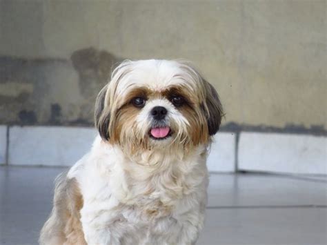 Shih Tzu Dog Price