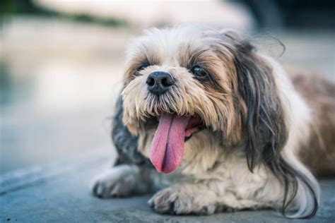 Shih Tzu Having Trouble Breathing