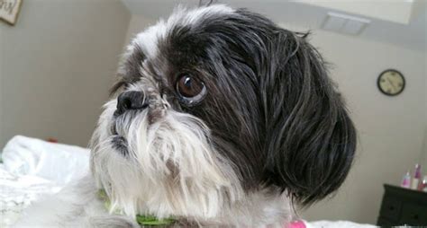 5 Shih Tzu Health Issues