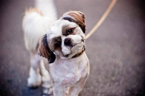 Shih Tzu Old Age Problems