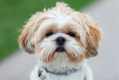 Shih Tzu Temperament