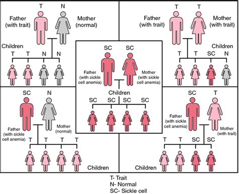 Sickle Cell Disease Trait Sickle Cell Foundation Of Minnesota