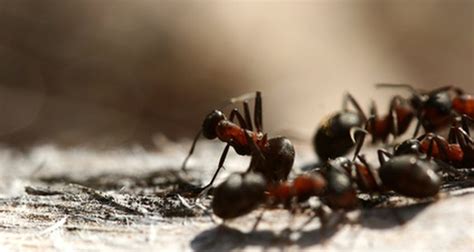 Side Effects Of Ant Poison