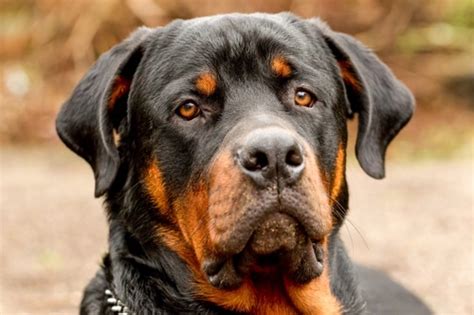 Signs Of Cancer In Rottweilers