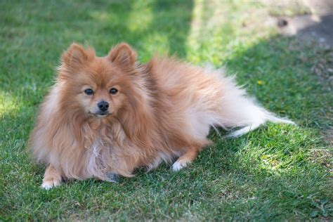 Signs Of Pomeranian Dying