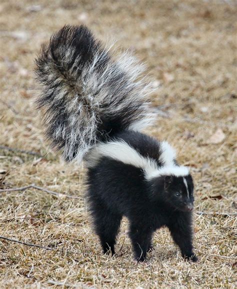 Skunk Photos For Public Use