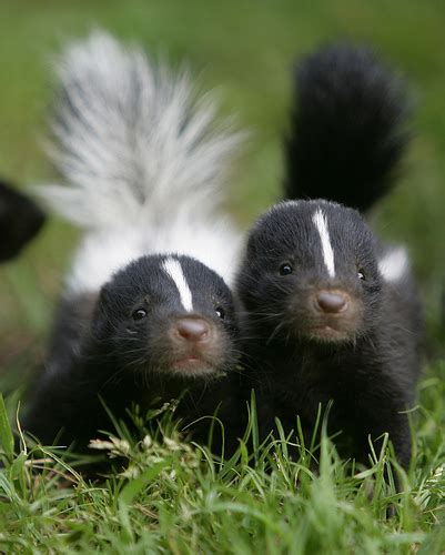 Skunks Cute Animal Wildlife The Wildlife