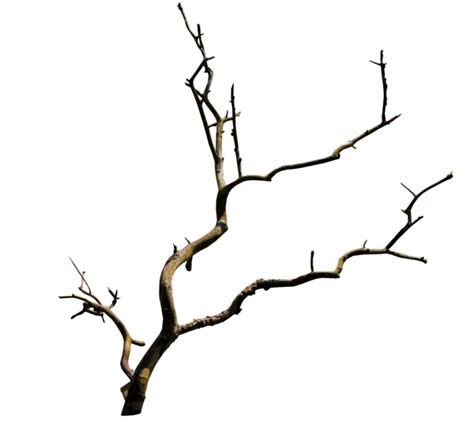 Small Branch Of A Tree