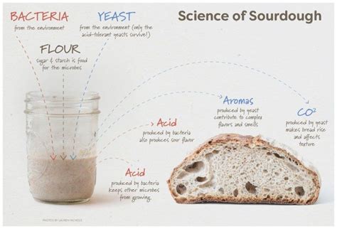 Sourdough vs Yeast for Gut Health