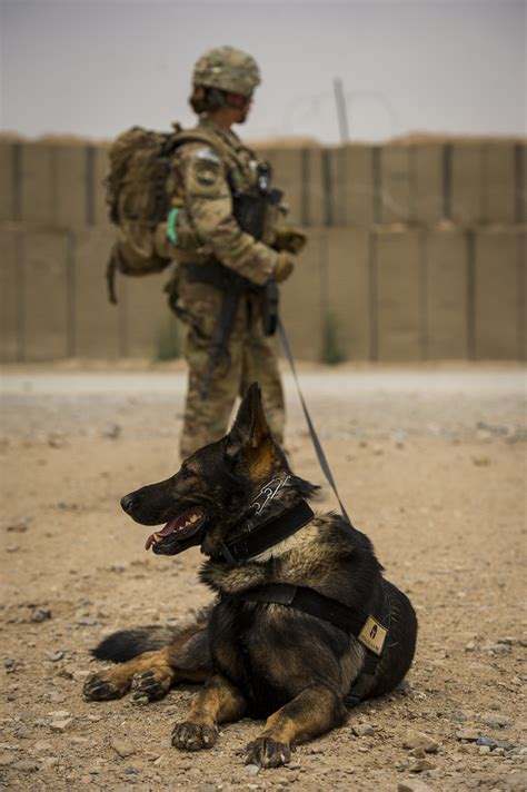 Special Forces K9 Handler