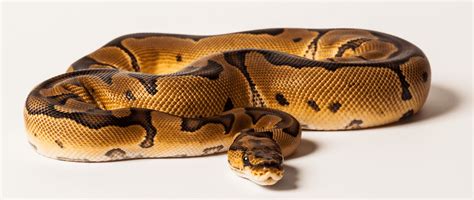 Spider Ball Python Care