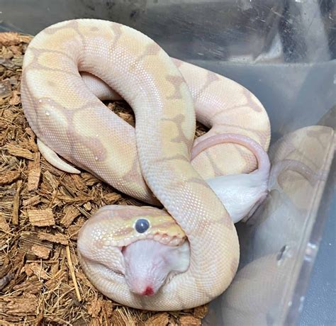 Spider Ball Python Disease