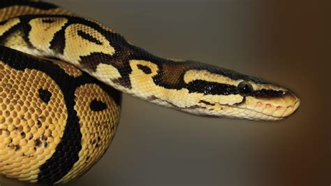 Spider Ball Python Facts