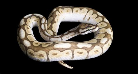 Spider Ball Python Morph