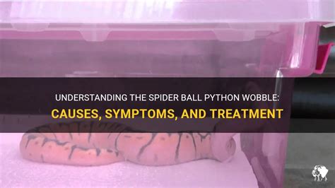 Spider Ball Python Wobble Symptoms