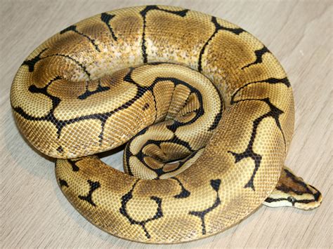 Spider Morph Ball Python