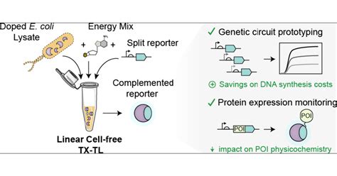 Split Reporters Facilitate Monitoring Of Gene Expression And Peptide Production In Linear Cell Free Transcription Translation Systems Acs Synthetic Biology