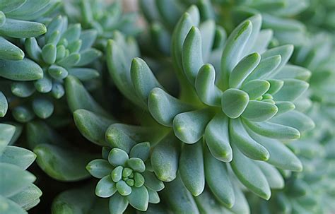 Spotting A Healthy Succulent The Ultimate Guide Succulentpedia