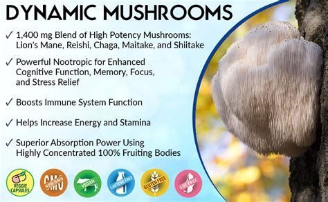 Stonehenge Health Dynamic Mushrooms Benefits