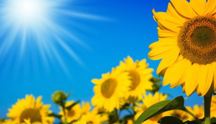 Sunshine Health Website