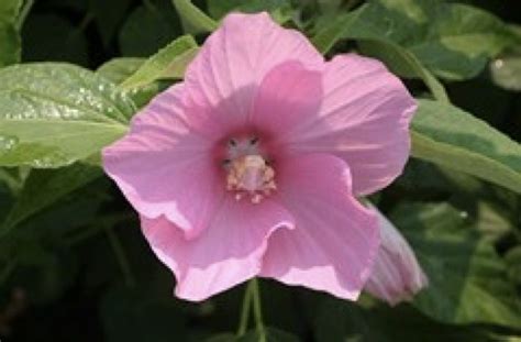 Swamp Rose Mallow Hibiscus Moscheutos Washington College