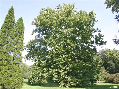 Sycamore The Morton Arboretum