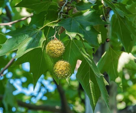 Sycamore Trees Ultimate Guide 6 Types Seeds Leaves Identification