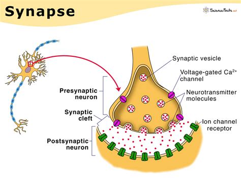 Synapse Health Location