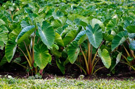 Taro Leaves