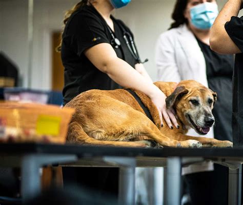 Texas State Veterinary Program