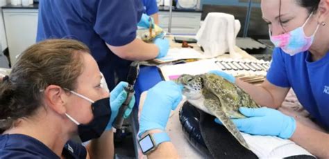 Tgh Animal Health Care Center The Florida Aquarium