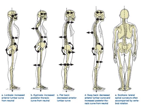 The Beauty Function Of The Natural Curves Of The Spine Pilates Collective Denver