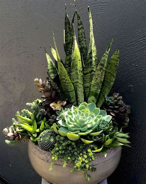 The Best Indoor Succulent Plants