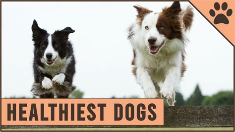 The Breeds World Top 5 Healthiest Dog Breeds