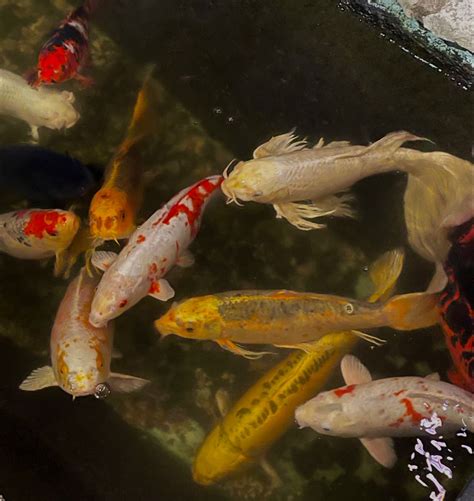 The Complete Guide To Koi Varieties Colors Feeding Nutrition Growth