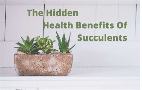 The Hidden Health Benefits Of Succulents In 2021 Health Benefits