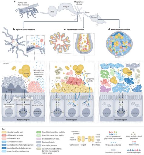 The Honeybee Microbiota And Its Impact On Health And Disease Nature Reviews Microbiology