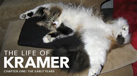 The Life Of Kramer Maine Coon Documentary Episode 1 Youtube