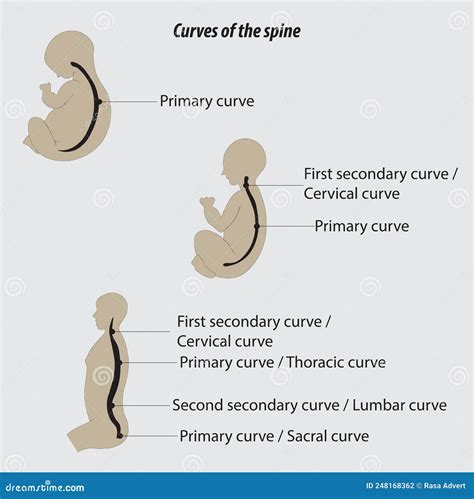 The Primary Spinal Curves