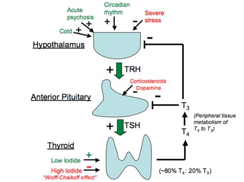 Thyroid Hormone T4 T3 Axis Stepwards