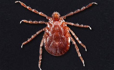 Ticks Can Spread Diseases South Carolina Department Of Public Health