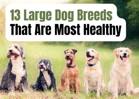 Top 20 Healthiest Dog Breeds