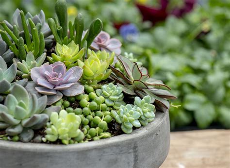 Top 5 Care Tips For Happy And Healthy Succulents Succulent Gardening