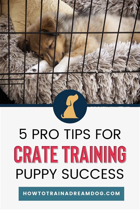 Top 5 Pro Tips For Puppy Crate Training Success