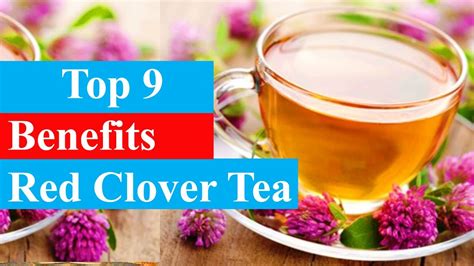 Top 9 Benefits Of Red Clover Tea Health Benefits Smart Your Health Youtube