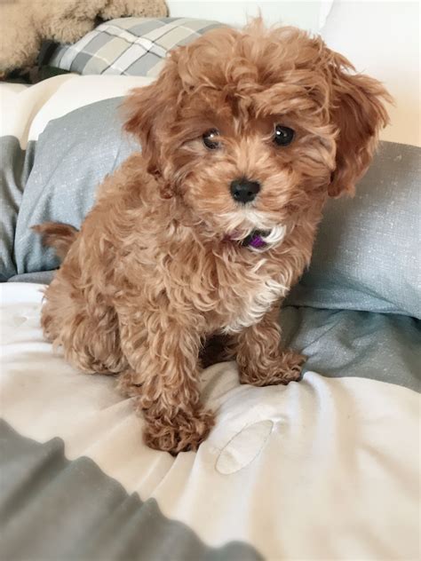 Toy Cavapoo