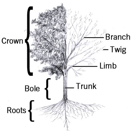 Tree Branch Vs Limb