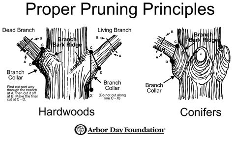 Tree Pruning Time Six Weeks Before Buds Open The Adirondack Almanack